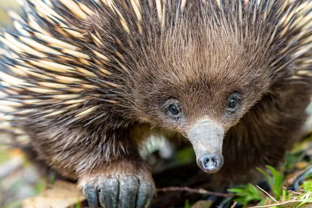 Short-beaked Echidna