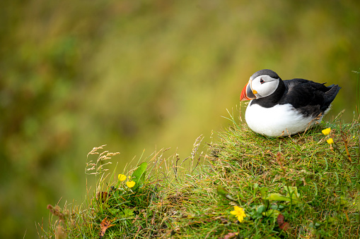 Beautiful Puffin on the coast cliff near \nDyrhólaey Lighthouse in Iceland. Blurred cliff in background.