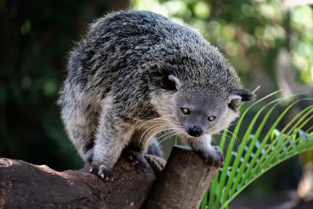 Photo of Binturong