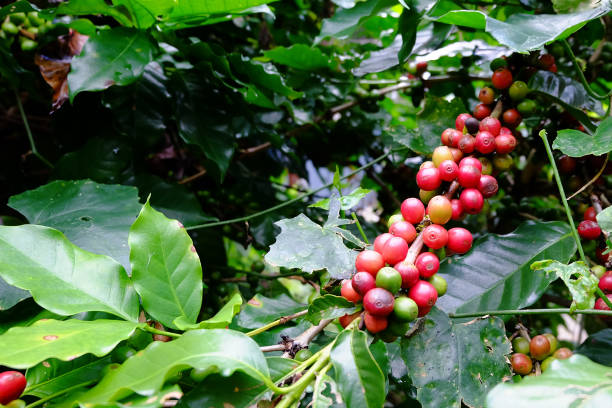 istock Ripe coffee or coffee cherries on the coffee trees 1340164139