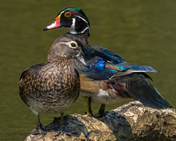 istock Wood Duck at Huntley Meadows Park in Virginia 1340164838