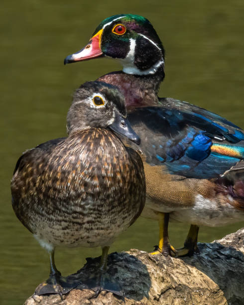 istock Wood Duck at Huntley Meadows Park in Virginia 1340164842