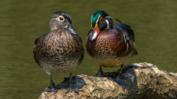 istock Wood Duck at Huntley Meadows Park in Virginia 1340164855