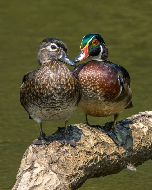 istock Wood Duck at Huntley Meadows Park in Virginia 1340164863