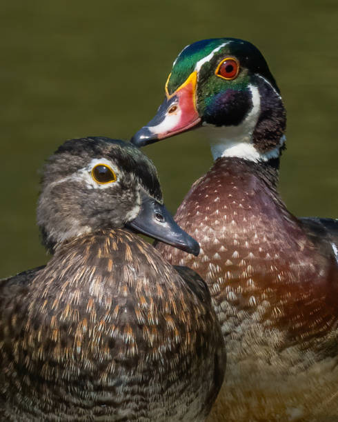 istock Wood Duck at Huntley Meadows Park in Virginia 1340164866