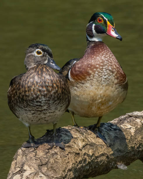 istock Wood Duck at Huntley Meadows Park in Virginia 1340164868