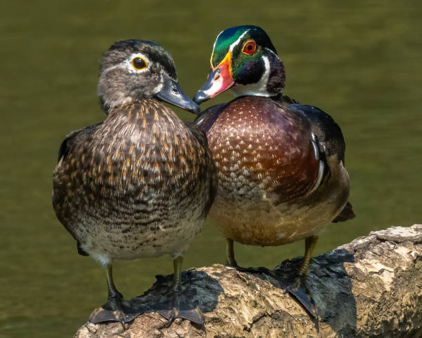 istock Wood Duck at Huntley Meadows Park in Virginia 1340164873