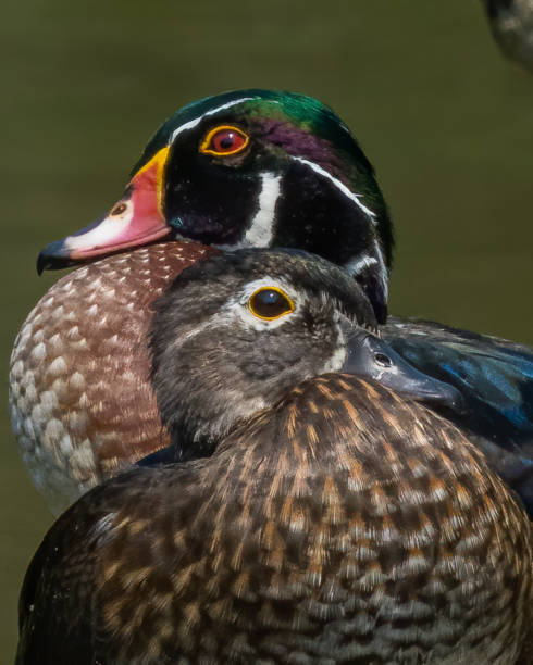 istock Wood Duck at Huntley Meadows Park in Virginia 1340165405