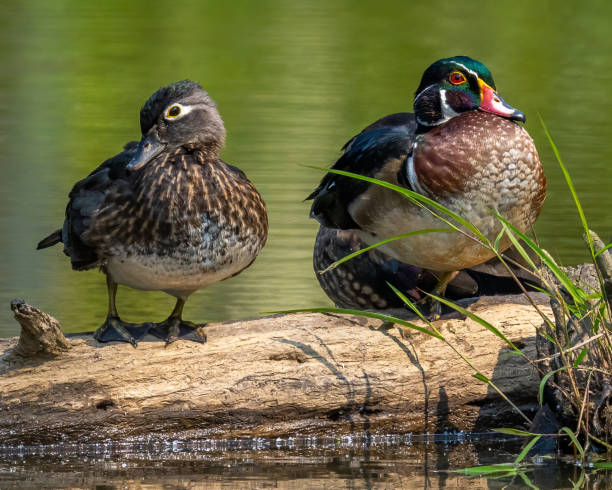 istock Wood Duck at Huntley Meadows Park in Virginia 1340165715