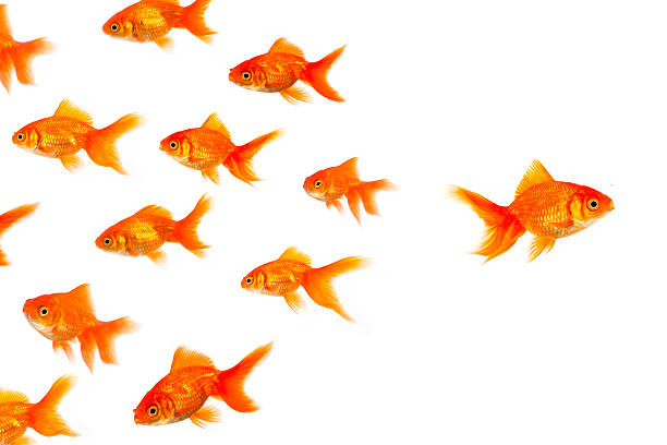 Different way Other Goldfish photos... goldfish stock pictures, royalty-free photos & images