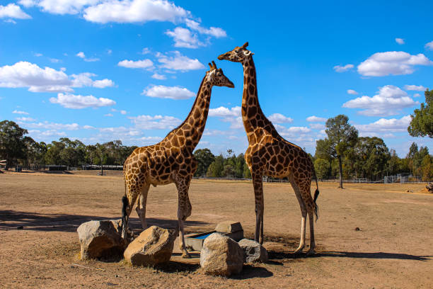 zwei schöne giraffen - animal animal neck cute safari animals stock-fotos und bilder