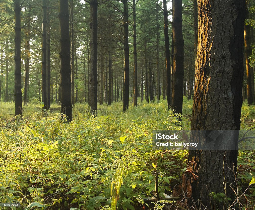 Pine Forest bei Sonnenuntergang - Lizenzfrei Wald Stock-Foto