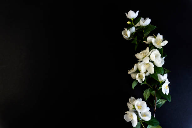 Flat Lay, postcard for death, funeral. Beautiful White Jasmine Flowers Flat Lay, postcard for death, funeral. Beautiful White Jasmine Flowers Funeral stock pictures, royalty-free photos & images