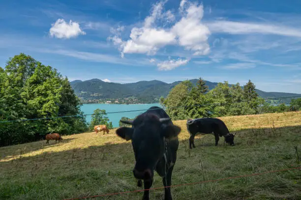 Photo of Wonderful rural view at the popular bavarian Tegernsee with a cow in the foreground - concept for farming relexation und healthy holidays.