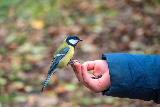 istock A tit sits on a man's hand and eats seeds. 1340173714