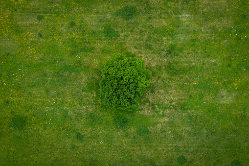 A lonely green tree captured from above - a treetop shot as a peaceful background, concept environment