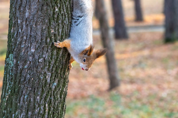 istock Portrait of a squirrel on a tree trunk 1340175565