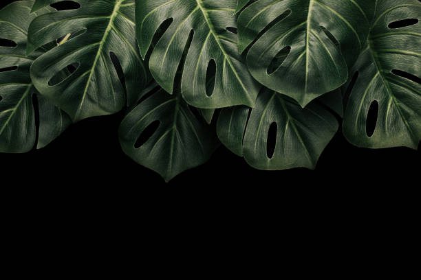 istock tropical hawaii leaves monsters on a dark background and copy space for text. Minimal summer jungle. 1340175670