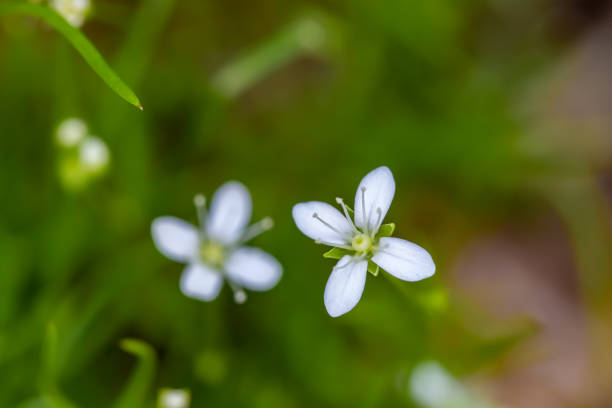 istock Moehringia flower in woodland, macro 1340175754