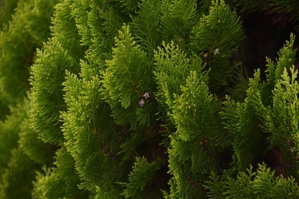 중국 아르보비타 과일. - eastern arborvitae 뉴스 사진 이미지