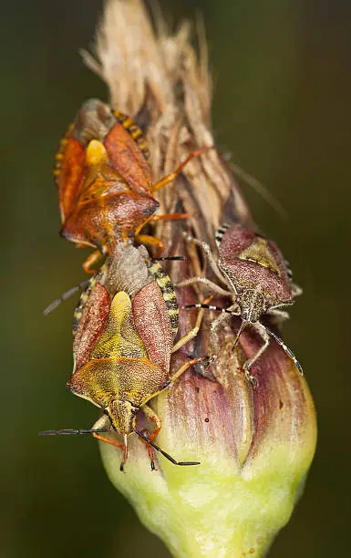 Feeding shieldbugs, macro photo 