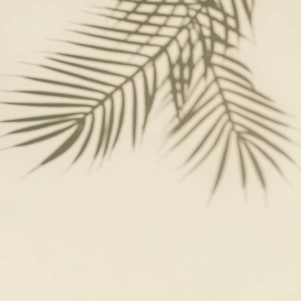 istock Blurred silhouette and shadow of palm branches from sunlight and beige copy space. 1340179030