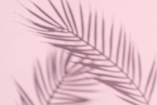 istock Two curved shadows of a palm tree on a pink background. Minimal modern concept. 1340179031