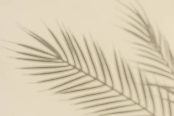 istock Blurred silhouette and shadow of palm branches from sunlight and pastel color copy space. 1340179034