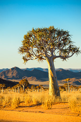 An isolated quiver tree against faraway mountain backdrop and dry landscape of the Northern Cape, South Africa, on the border with Namibia.