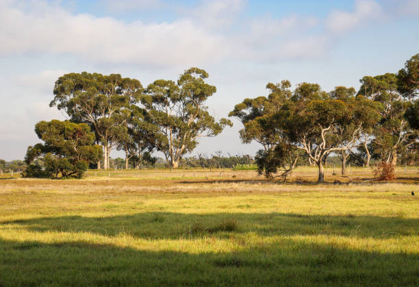 istock Rural Australian landscape in morning light 1340182264