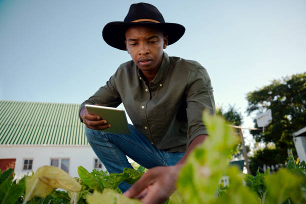 istock Mixed race male farmer working in green vegetable patch 1340186315