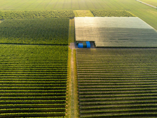 istock Large orchards with and without a hail protection net over the rows of trees 1340186318