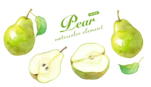 Vector illustration of Autumn fruit: watercolor illustration of pear. A set of elements. (Vector data)