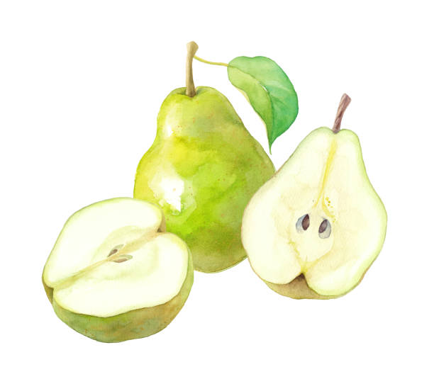 Autumn fruit: Watercolor illustration of 3 kinds of pears. Vector data. (Layout of leaves and fruits can be changed) Autumn fruit: Watercolor illustration of 3 kinds of pears. Vector data. (Layout of leaves and fruits can be changed) conference pear stock illustrations