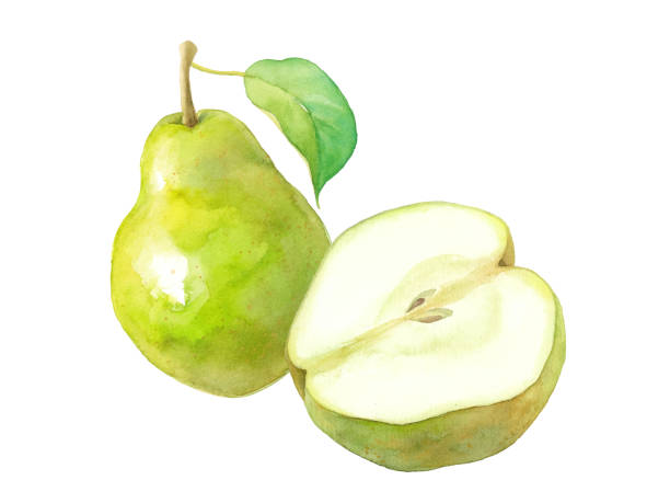 ilustrações, clipart, desenhos animados e ícones de fruta de outono: ilustração de aquarela de duas peras. dados do vetor. (o layout das folhas e frutas pode ser alterado) - pêra bartlett