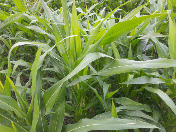 istock Closeup of a Maize cultivation and plantation 1340187283