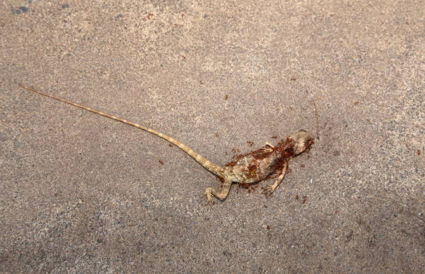 istock Ants bite the dead lizards on the ground 1340187534