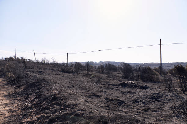 istock Close-up of grasses burned by a forest fire. Hazard concept, climate change. Fire 1340187651