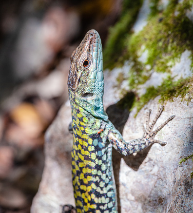 Blue and Green Lizard, photo taken in Southern Italy