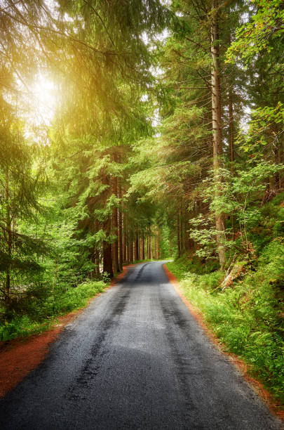 istock Wet asphalt forest road at sunset. 1340189501
