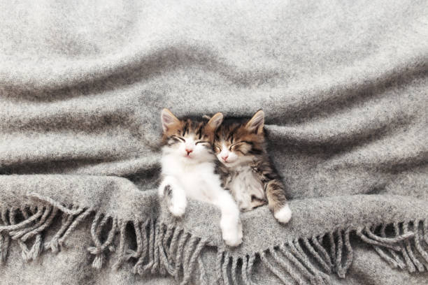 istock Two little kittens sleep with their eyes closed and covered with fluffy blanket 1340191135