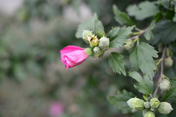 Rose Of Sharon - Latin name - Hibiscus syriacus