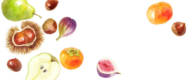 Asymmetric banner background with a bird's-eye view of autumn fruits and watercolor illustrations. Chestnuts, persimmons, figs, pears. Asymmetric banner background with a bird's-eye view of autumn fruits and watercolor illustrations. Chestnuts, persimmons, figs, pears. forelle pear stock illustrations