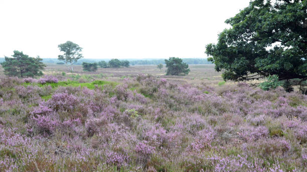 istock Flowering heather in the Veluwe area 1340192322