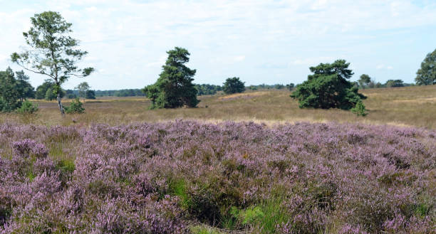 istock Flowering heather in the Veluwe area 1340192323