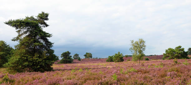 istock Flowering heather in the Veluwe area 1340192325