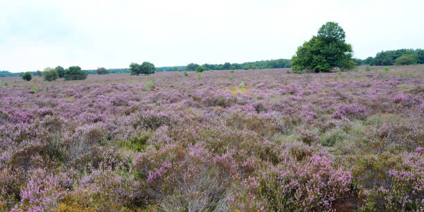 istock Flowering heather in the Veluwe area 1340192333