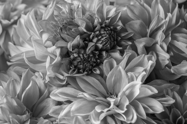 菊花のマクロ写真の詳細白黒写真は、テクスチャ、ハイコントラスト、複雑な花柄を強調しています。 - black white macro high contrast ストックフォトと画像