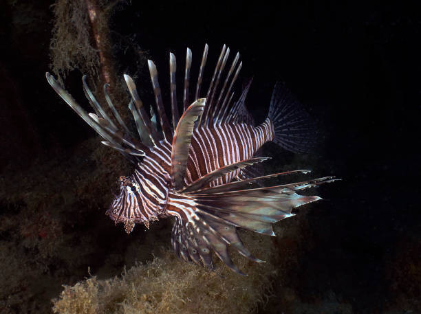 istock A Common Lionfish (Pterois volitans) in Cyprus 1340193569
