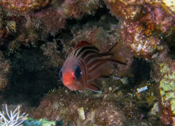 A lone Redcoat (Sargocentron rubrum) in the Mediterranean Sea